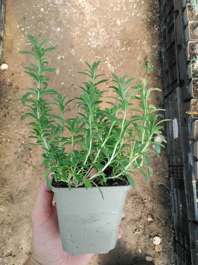 Saturejka horská - 1. 7. 2025