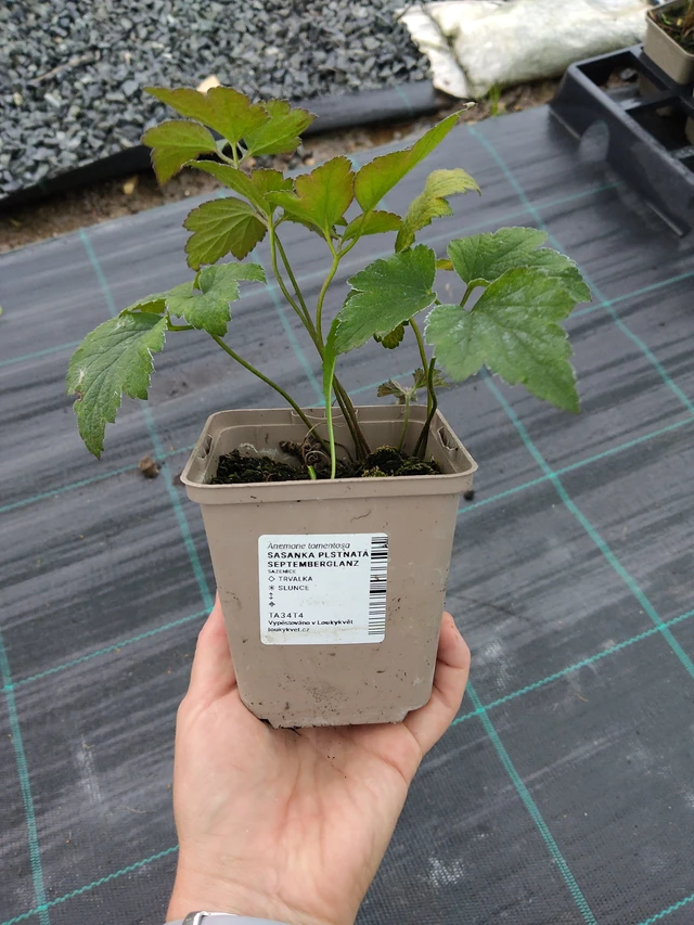 Sasanka plstnatá Septemberglanz - 10. 9. 2025