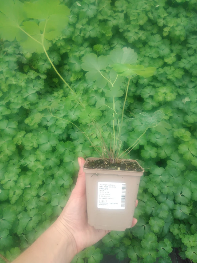 Akvileija Black Barlow - 2024