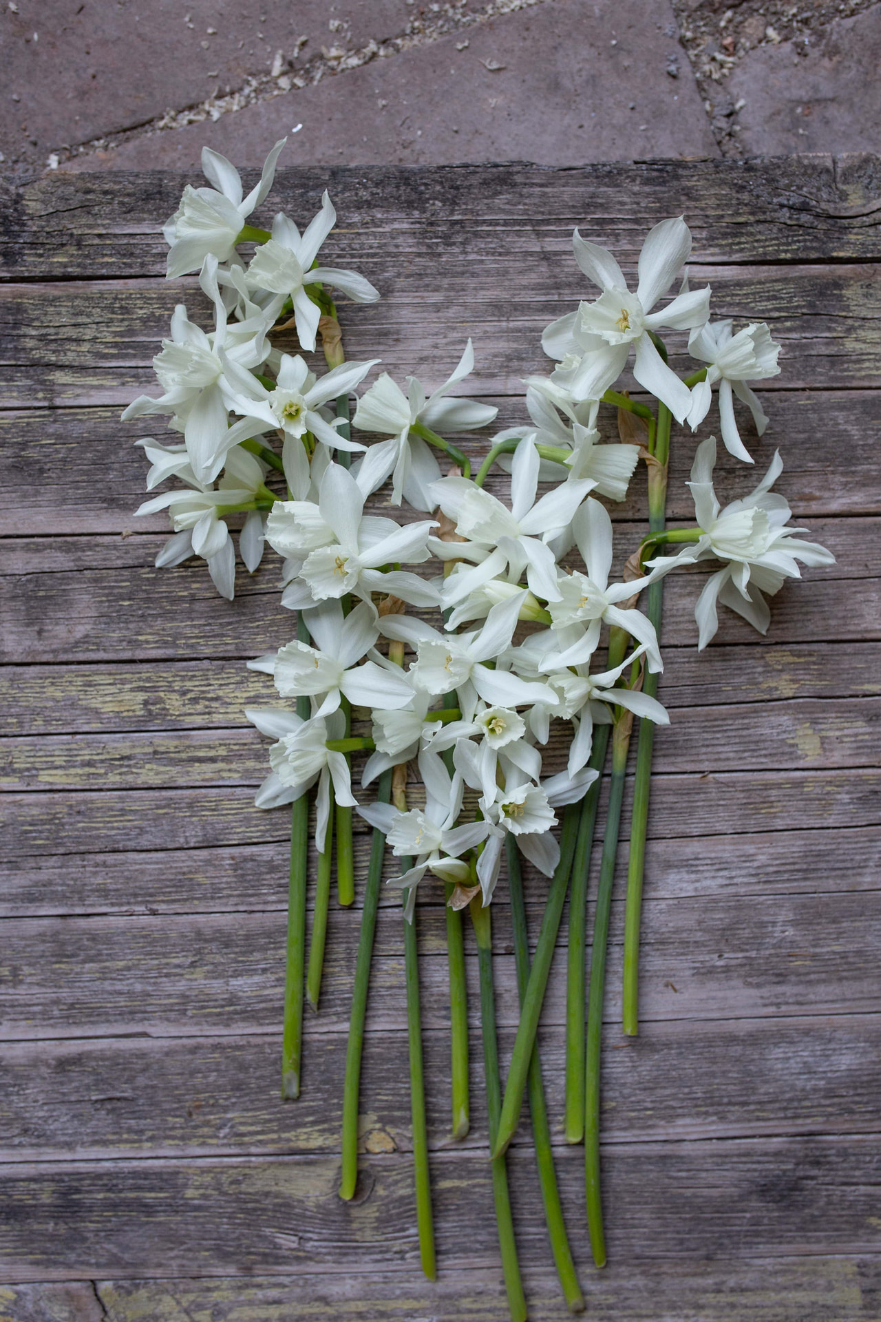 Narcis Thalia, Loukykvět