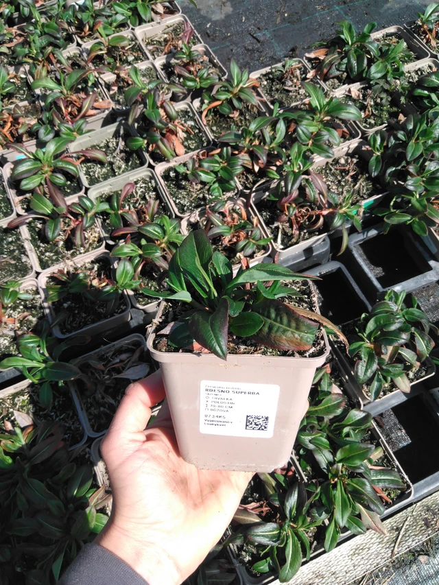 Knotweed Superba - 13. 5. 2025