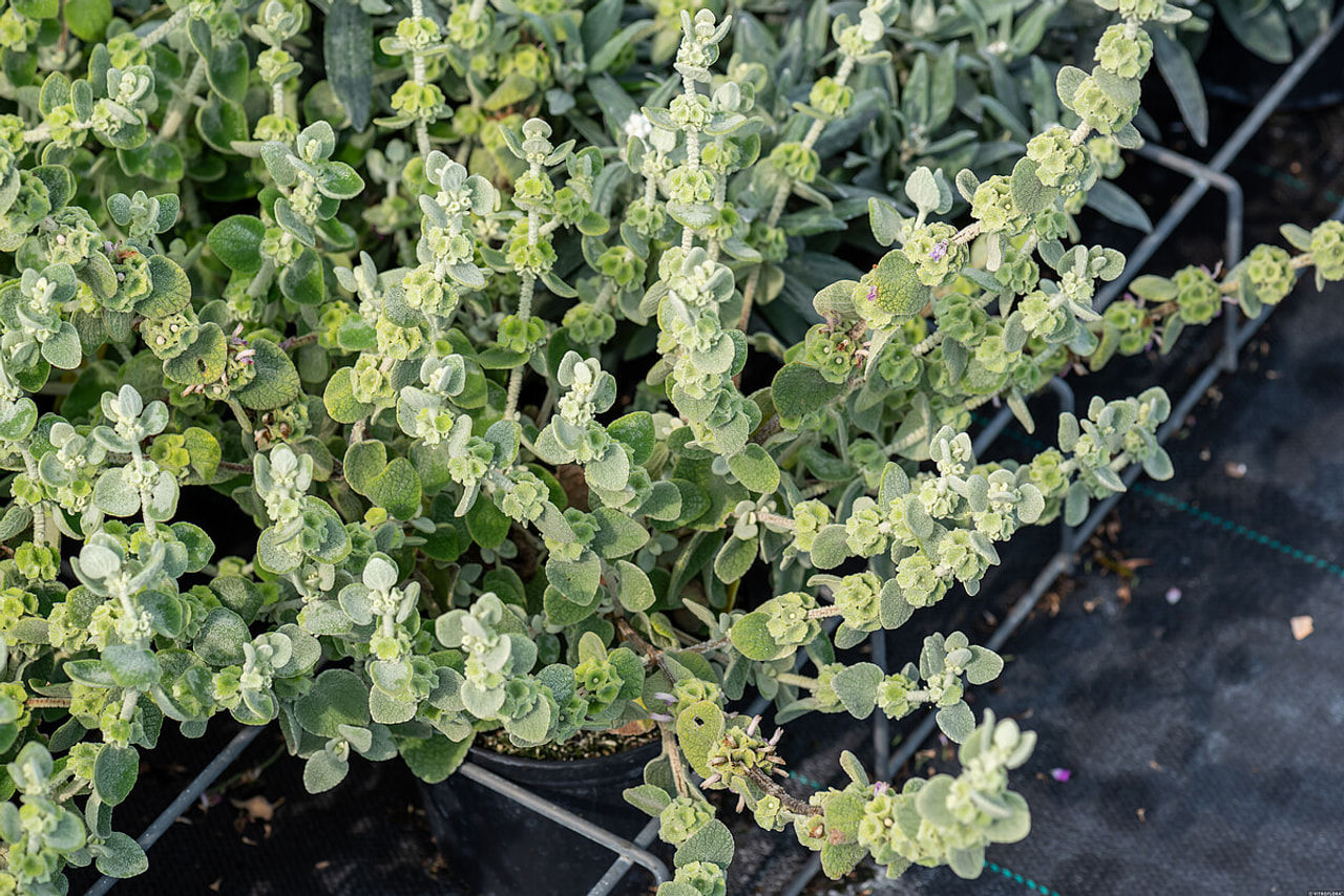 Balota Pseudodictamnus, Loukykvět