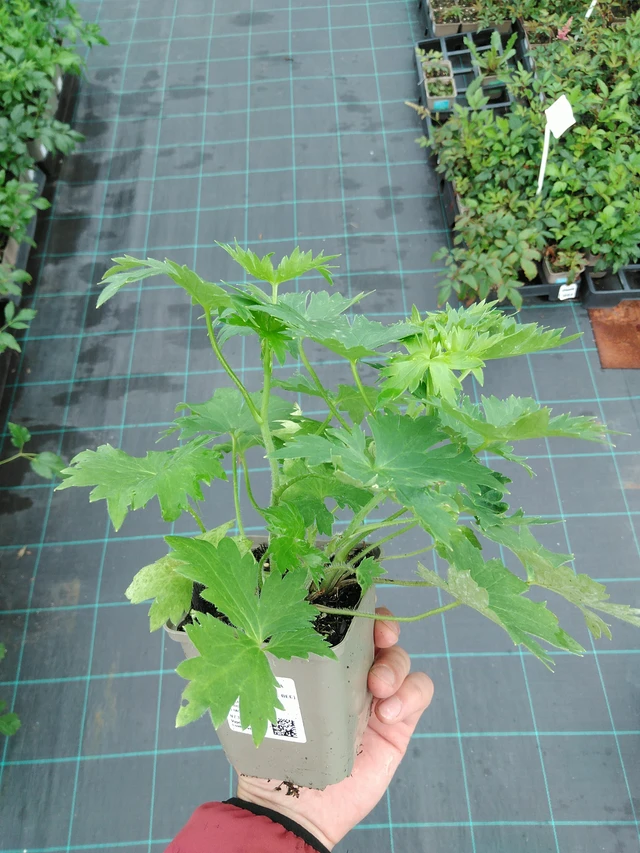 Delphinium Magic Fountains Dark Blue (White Bee) - 28. 7. 2025