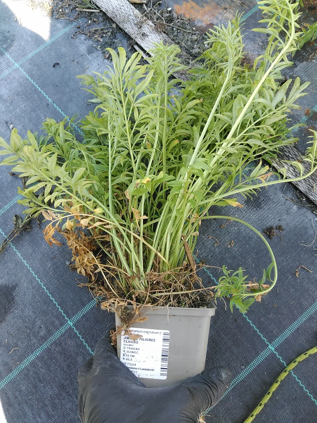 Astrantia Filigree Clouds - 19. 8. 2025