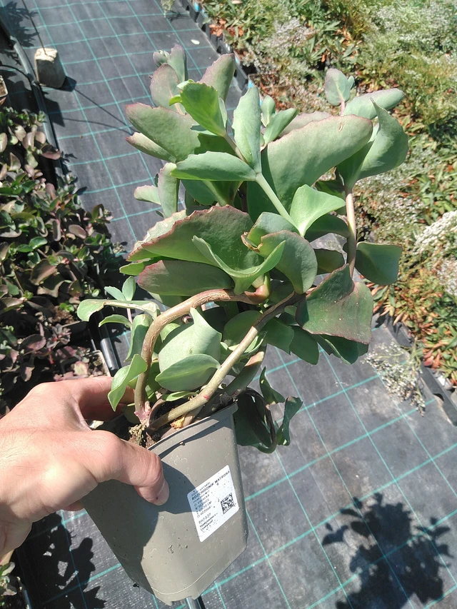 Maksaruoho Matrona - 24. 6. 2025