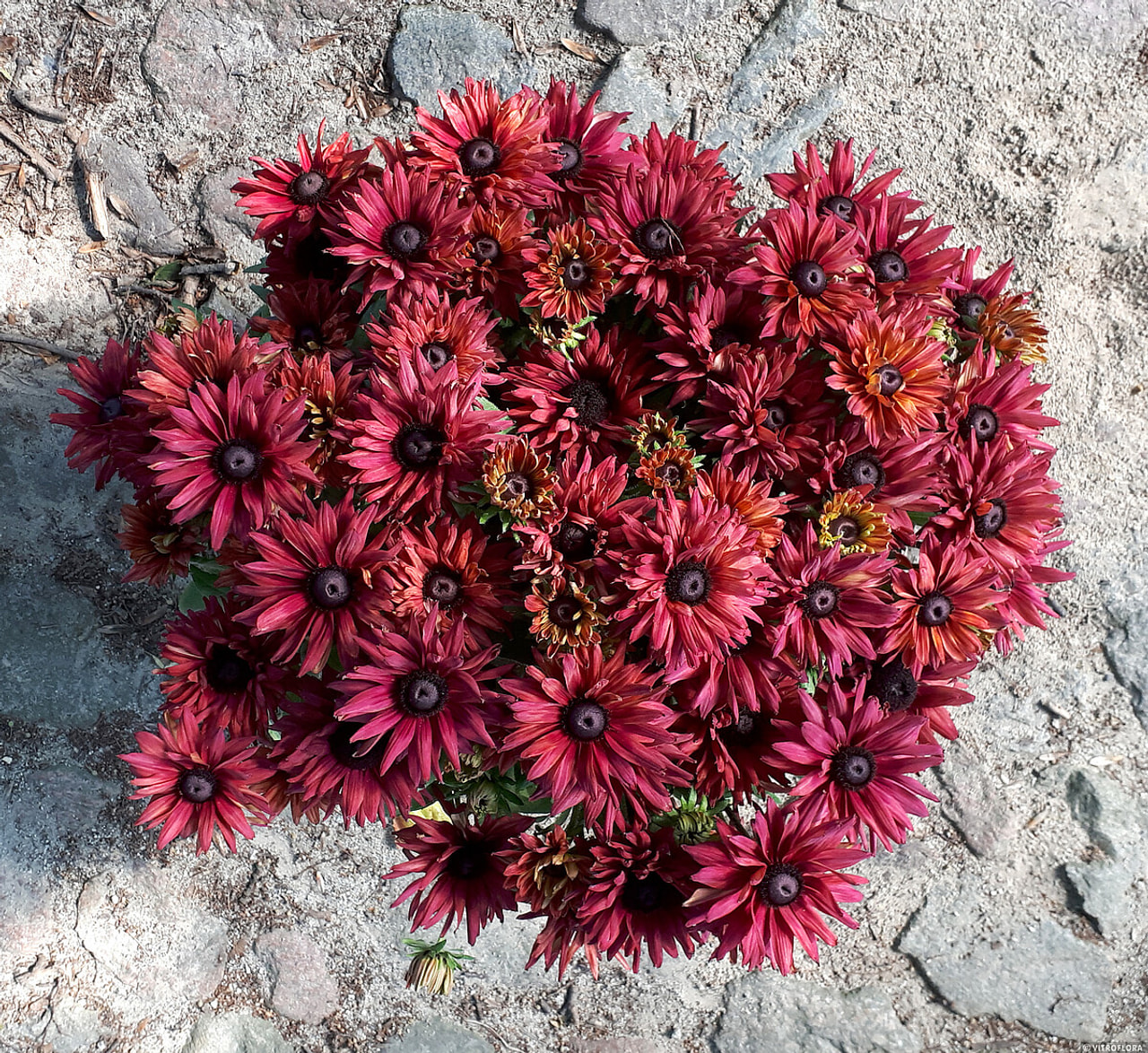 Rudbékie Flamenco True Red, Loukykvět