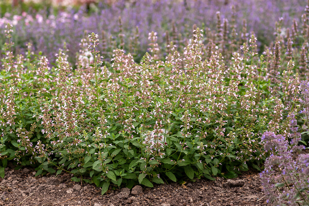 Šanta Dawn to Dusk, Loukykvět
