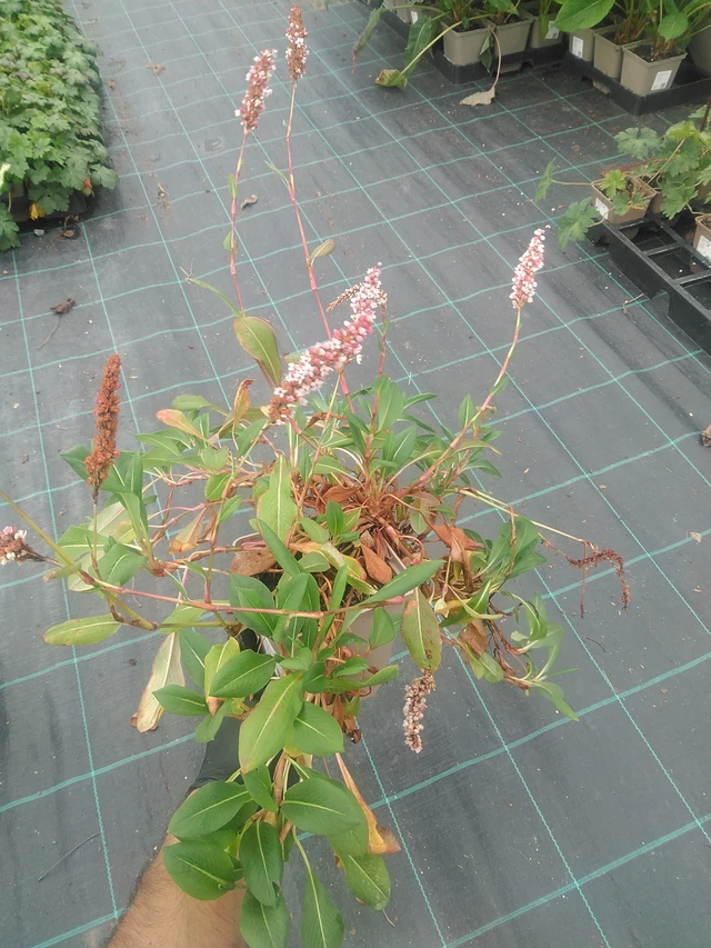 Knotweed Superba - 10. 9. 2025