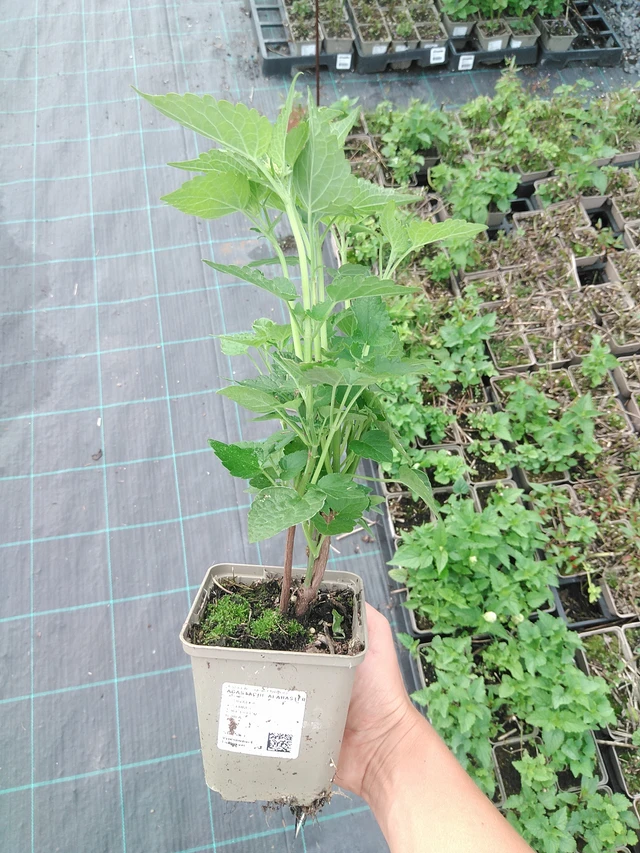 Iisoppi Alabaster - 10. 9. 2025