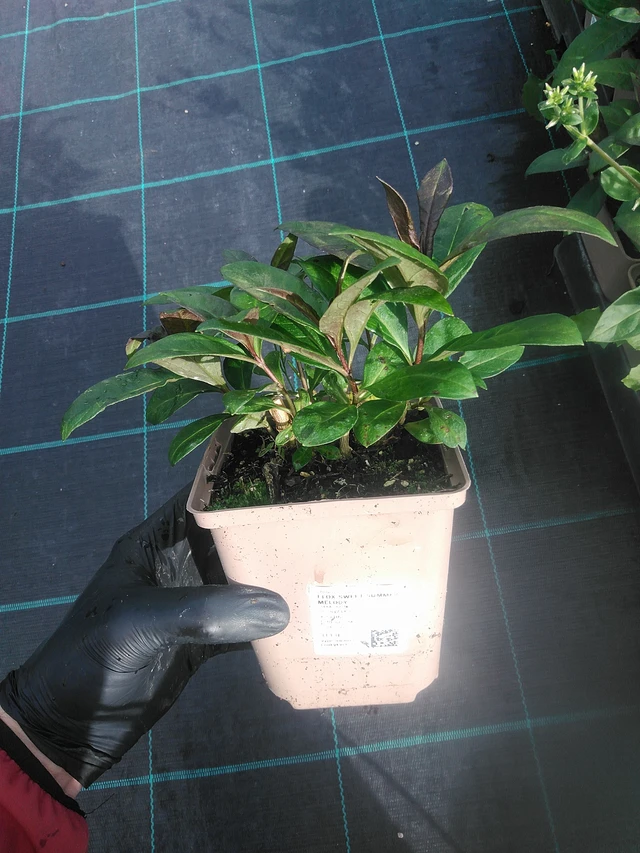 Flox Sweet Summer Melody - 13. 10. 2025