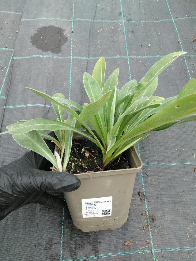 Aciano Purple Heart - 10. 9. 2025