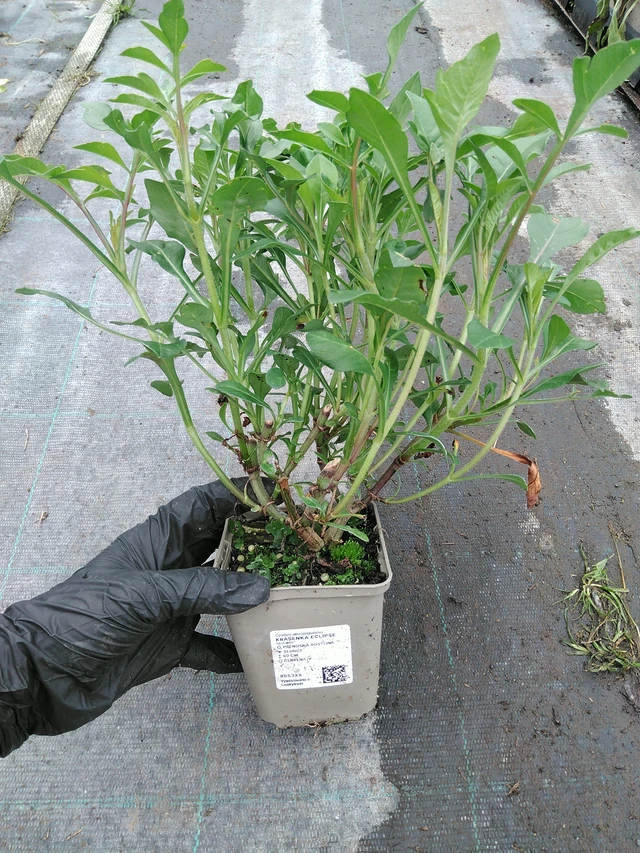 Cosmos Eclipse - 10. 9. 2025