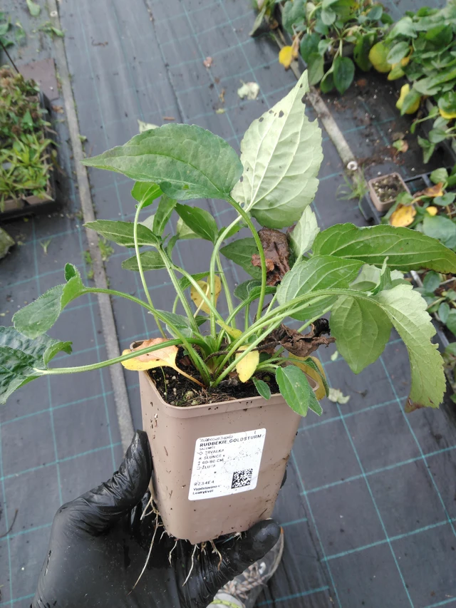 Rudbeckia Goldsturm - 23. 10. 2025