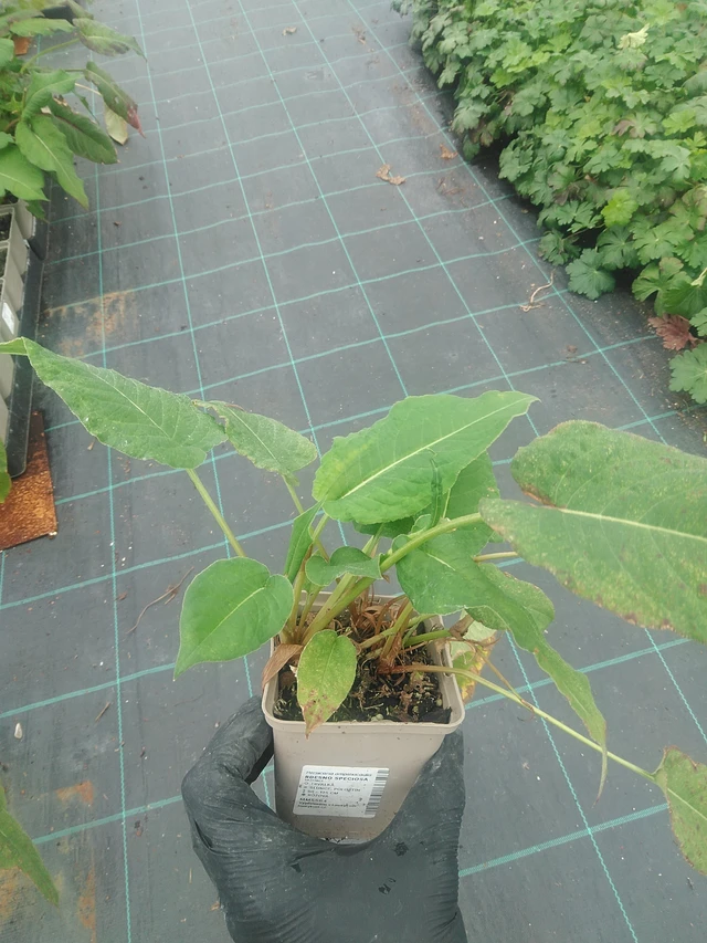 Persicaria Speciosa - 10. 9. 2025