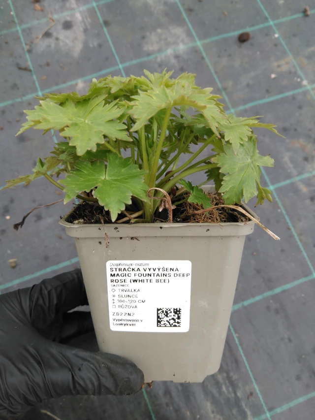 Szarkaláb Magic Fountains Deep Rose (White Bee) - 1. 4. 2026