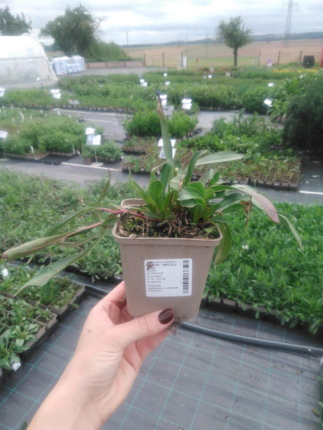 Flor de dragón Twizzle Blue - 2024