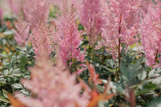 Astilbe Erika, Loukykvět