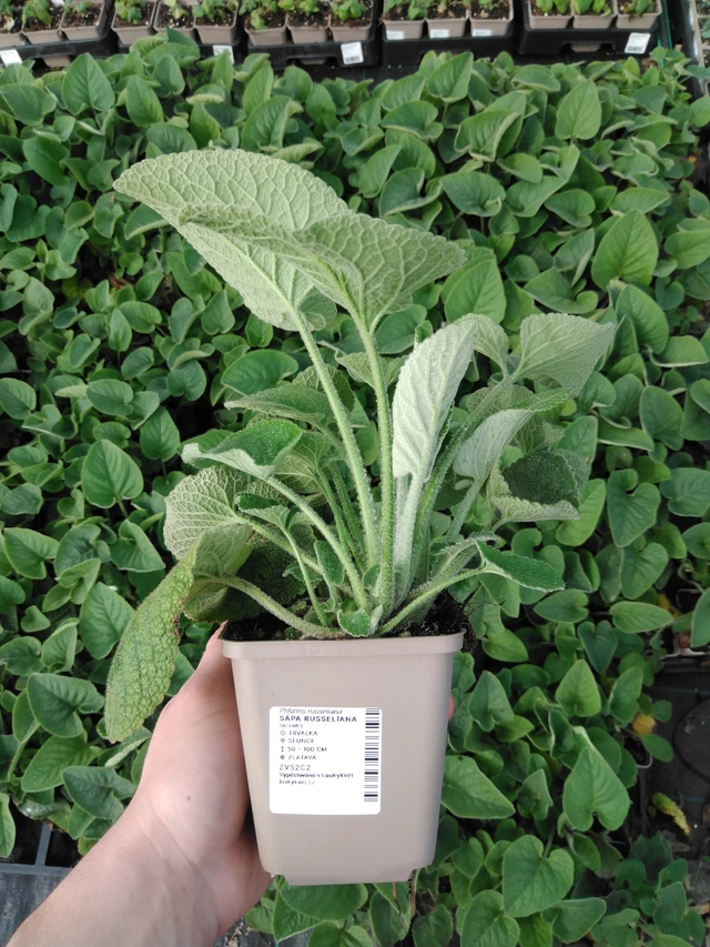 Lyhtykoiso Russeliana - 2024