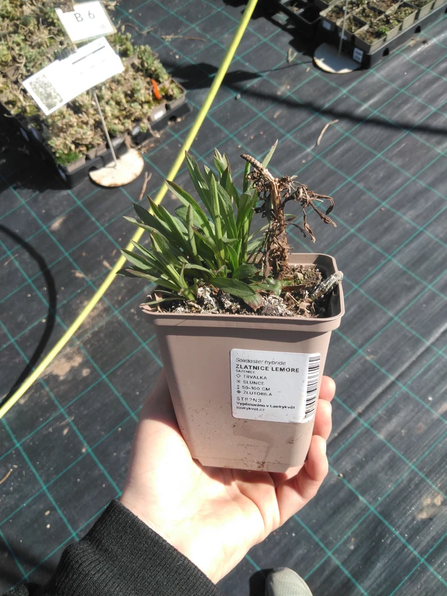 Solidago Lemore - 3. 4. 2025