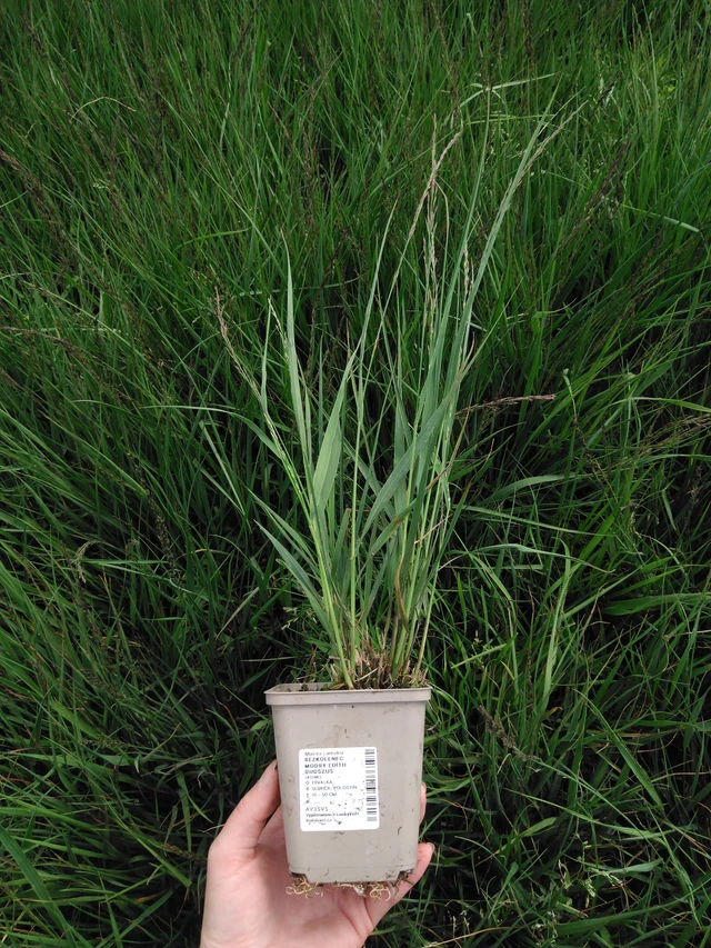 Nurmilauha Edith Dudszus - 2024