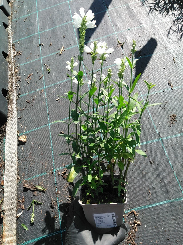 Fisostegia Miss Manners - 19. 8. 2025