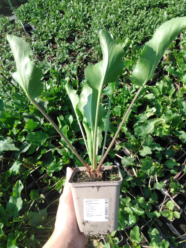 Panicaut plan - 2024