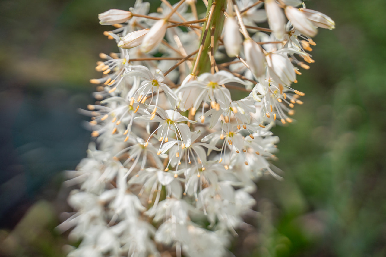 Himalájai korbácsliliom, Loukykvět