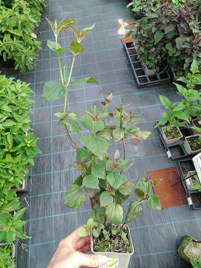 Sadec Braunlaub - 28. 7. 2025