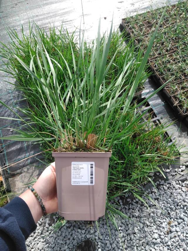 Třtina Karl Förster - 2024