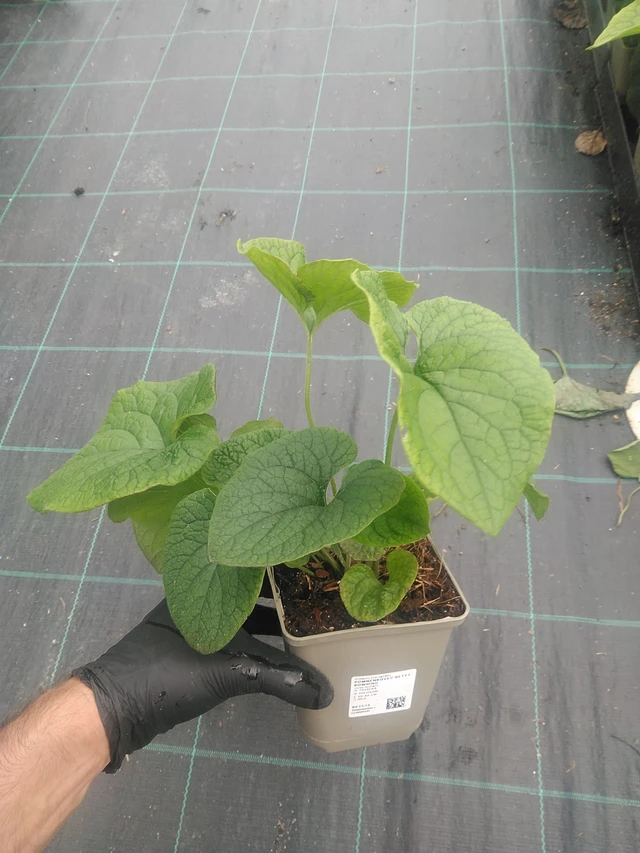 Pomněnkovec Betty Bowring - 10. 9. 2025