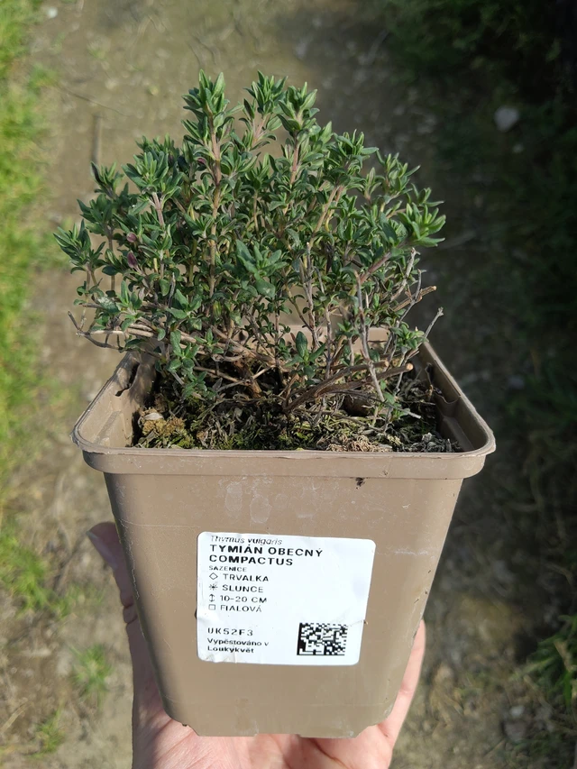 Thym commun Compactus - 27. 3. 2026