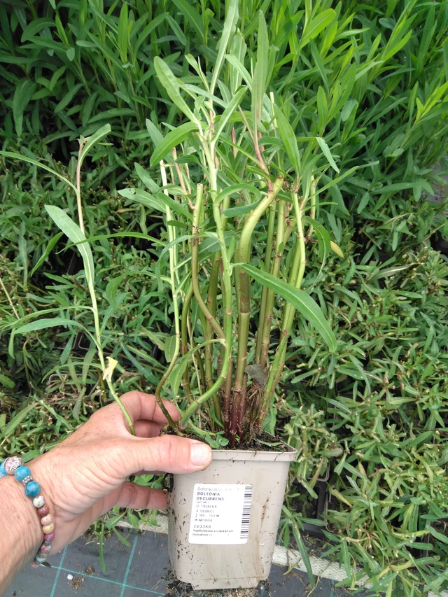 Boltonia Snowbank - 2024