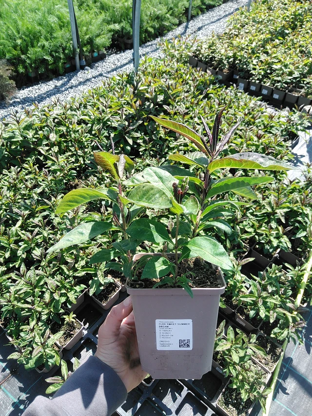 Phlox Sweet Summer Dream - 13. 5. 2025