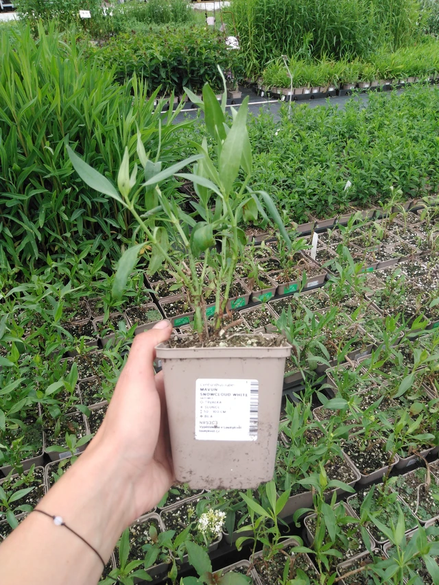 Baby's Breath Snowcloud White - 2024