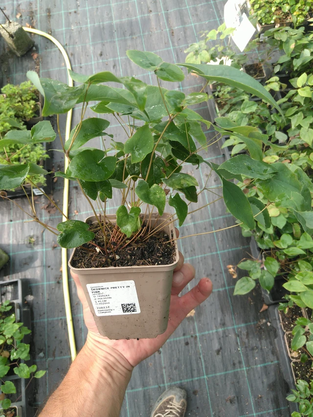 Epimedium Pretty in Pink - 25. 7. 2025