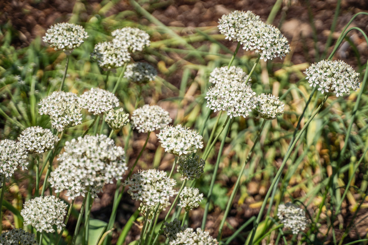 Česnek černý, Loukykvět