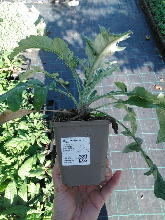 Pallo-ohdake modrý - 19. 8. 2025