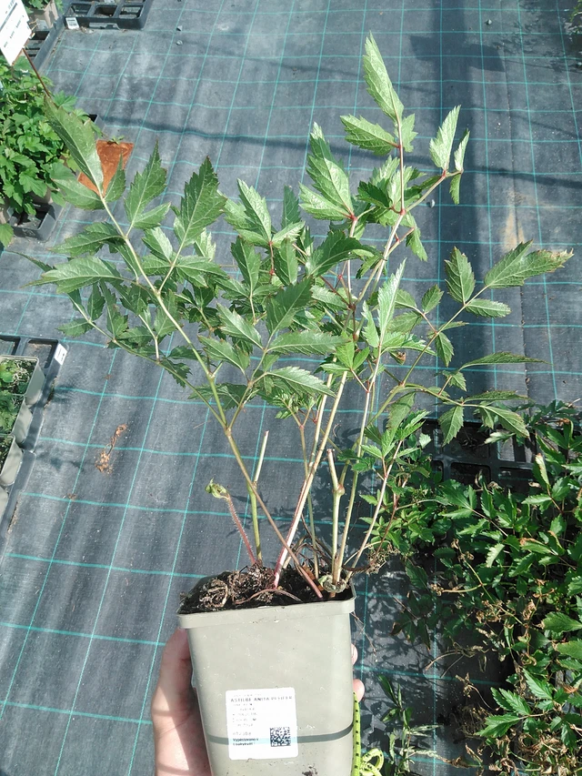 Astilbe Anita Pfeifer - 24. 6. 2025