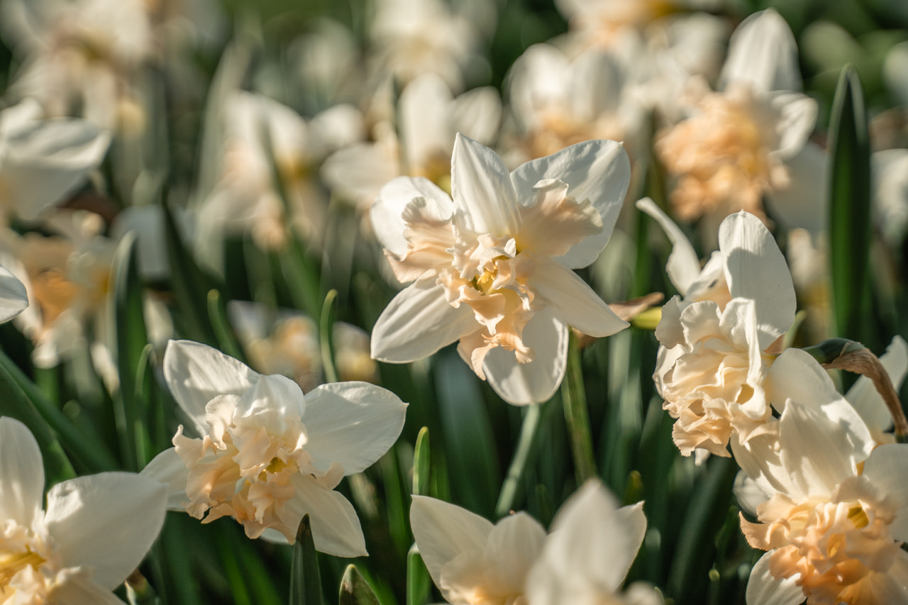 Narcis Palmares, Loukykvět