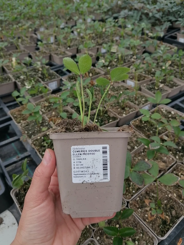 Čemeřice Double Ellen Picotee - 2024