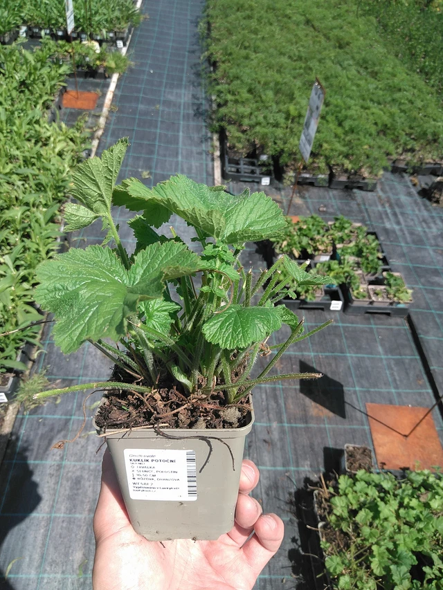 Geum rivale - 24. 6. 2025