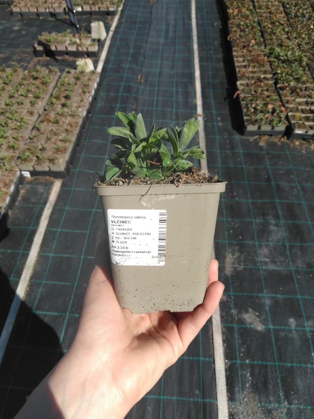 Altramuz - 3. 4. 2025