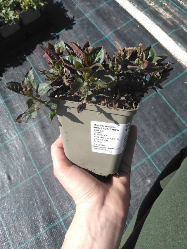 Monarda Snow Queen - 3. 4. 2025
