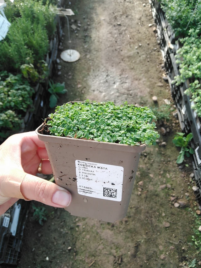 Menta corsa - 19. 8. 2025