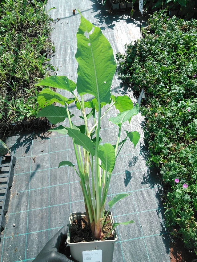 Persicaria Dark Red - 19. 8. 2025