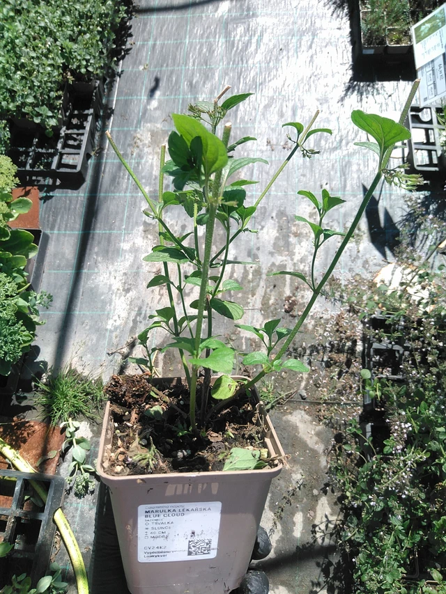 Calamint Blue Cloud - 19. 8. 2025