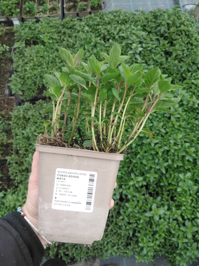 Menta albahaca - 2024