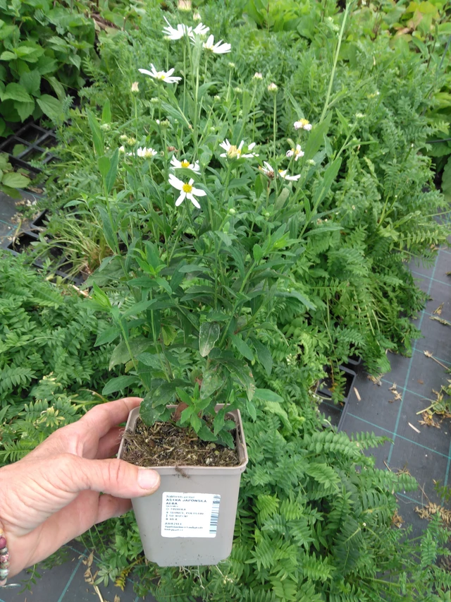 Aster japonés Alba - 2024
