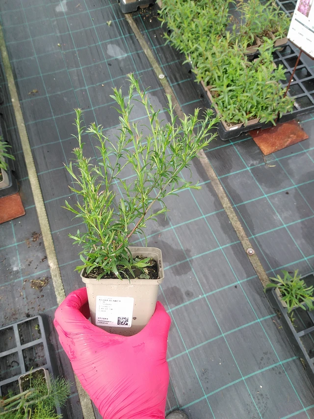 Aster Blanca - 29. 7. 2025