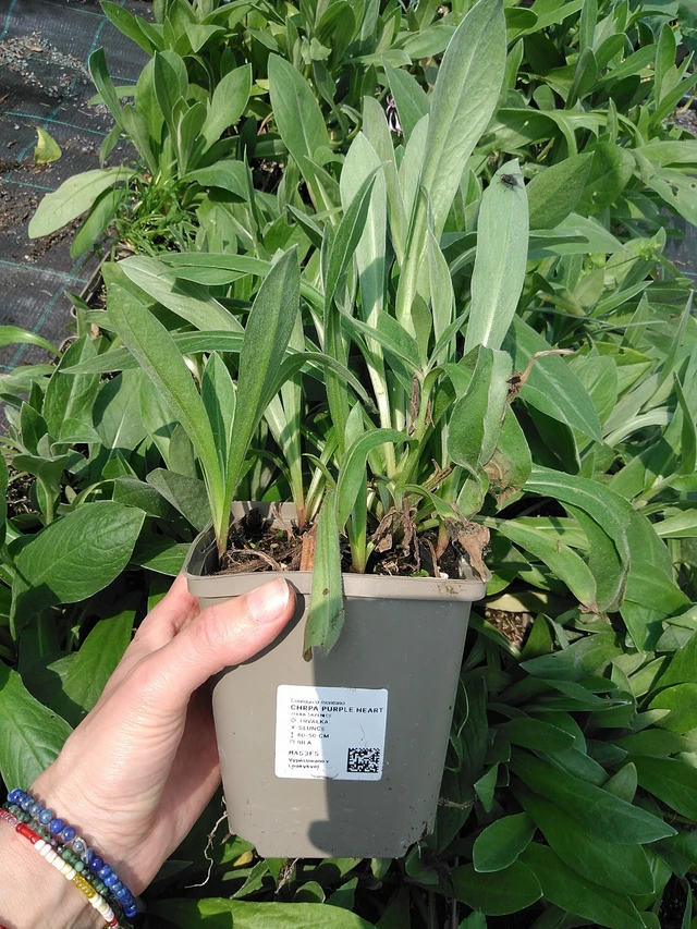 Aciano Purple Heart - 9. 6. 2025